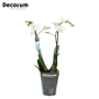 Orchidee 'Snowflake' (Phalaenopsis Multiflora)